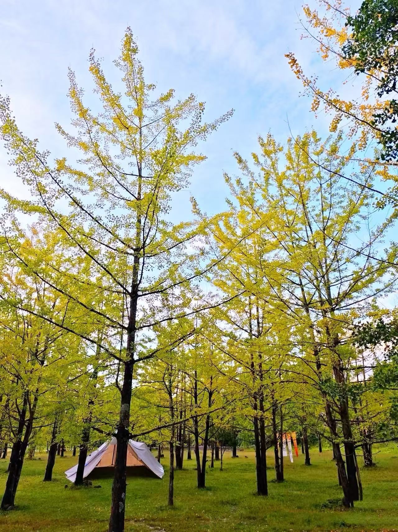 wechat_upload176085239168f479a7bfafe