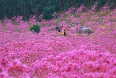 每周三六日邂逅江门紫风铃花丛中，行摄中国最大蒲葵林，仿若误入童话世界！